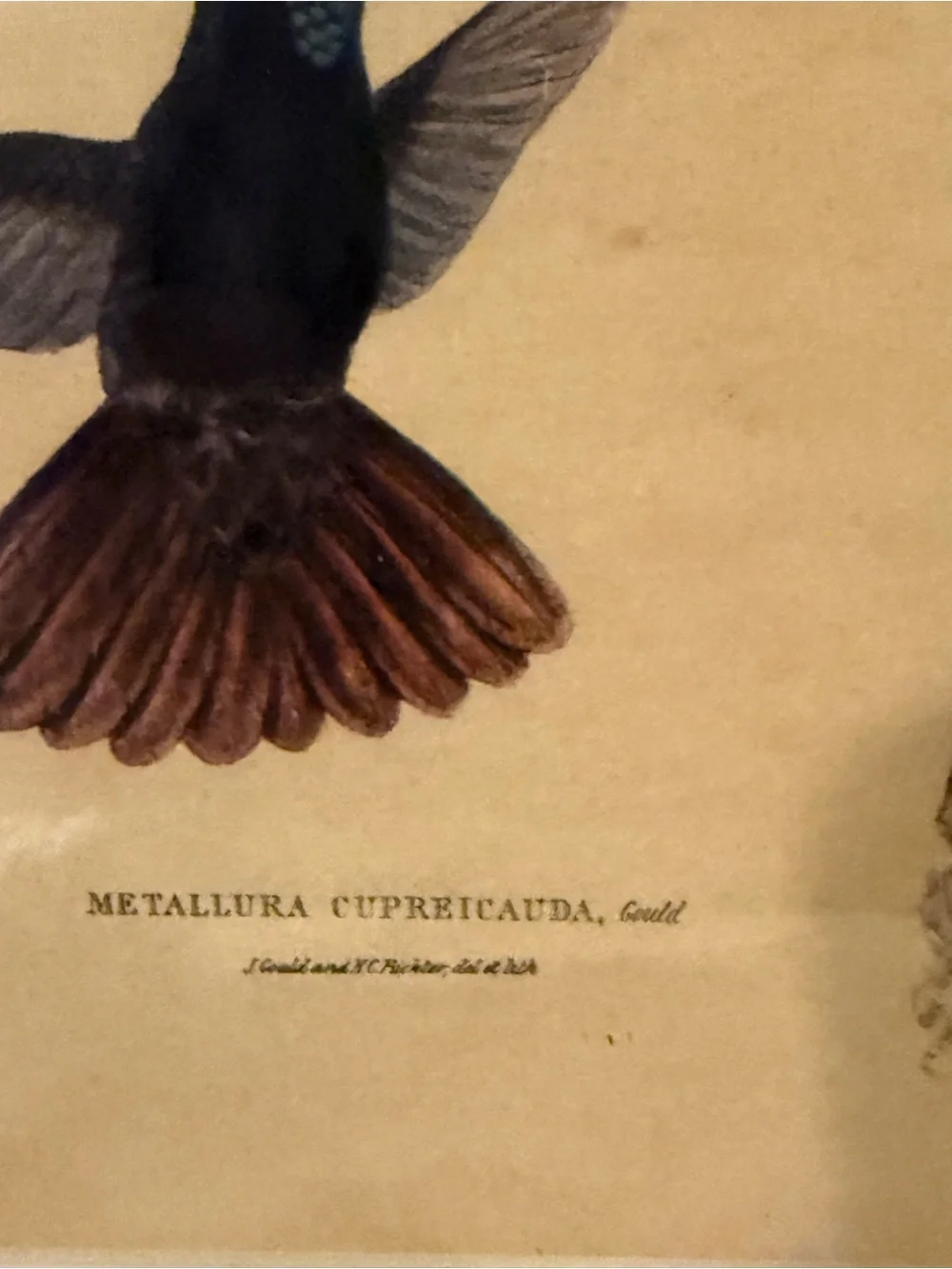ANTIQUE GOULD HUMMINGBIRD LITHOGRAPH Hand Colored Metallura Cupreicauda